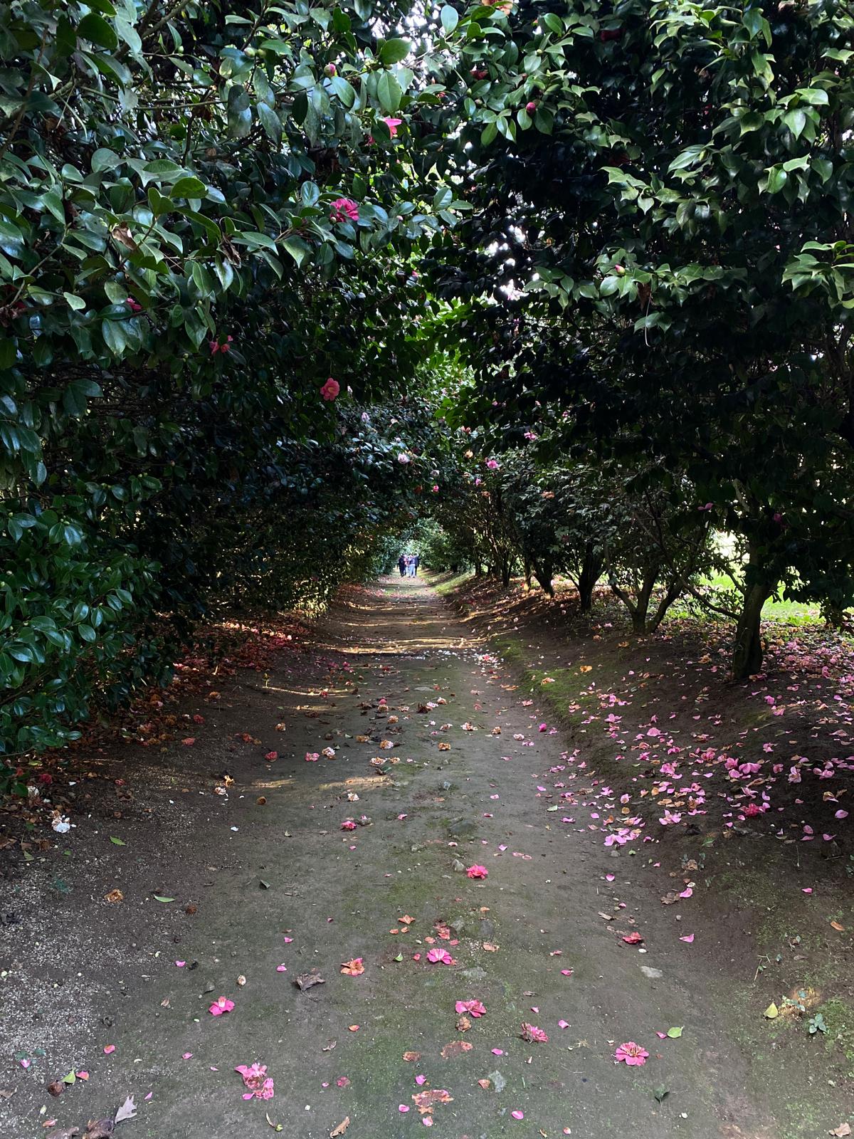Carrera de camelias